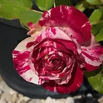 Terra Luso 3*