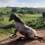 Terra Luso Отель типа 