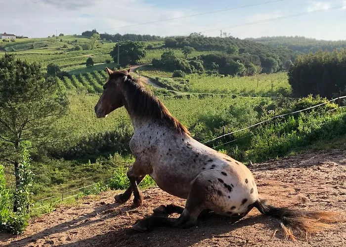 Terra Luso 住宿加早餐酒店 Cadaval